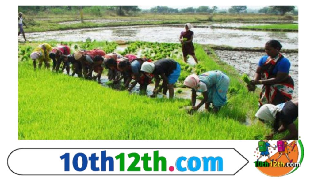 रोपण कृषि में पेड़ और झाड़ियाँ शामिल हैं जिन्हें 2-3 साल से अधिक की अवधि के लिए लाभ प्राप्त करने के लिए बोया जाता है। शुरुआती वर्षों में निवेश अधिक है लेकिन लंबी अवधि के लिए अच्छा है। रोपण फसलें मिट्टी और पारिस्थितिकी तंत्र के संरक्षण में मदद करती हैं।